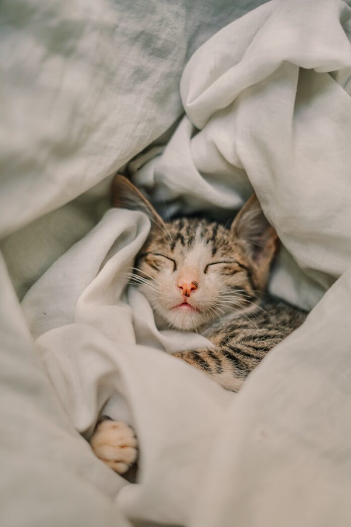 Photo by Monisha Selvakumar a cat sleeping in a blanket