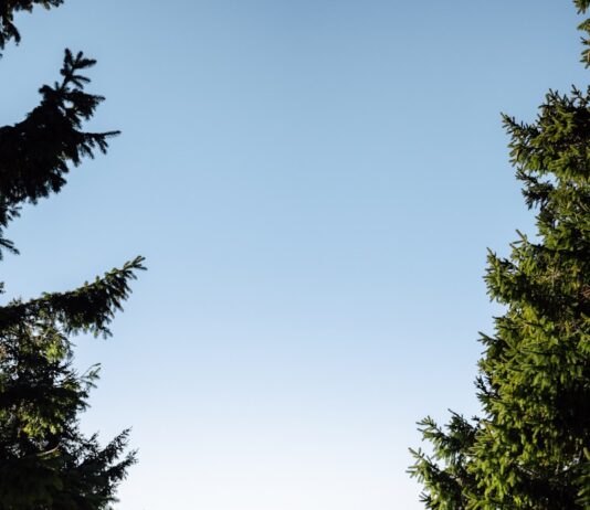 아침 햇살 10분, 바쁜 일상 속 ‘웰니스’ 트렌드로 주목 Framed view of rolling mountains and evergreen trees.