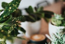 ‘슬기로운 수면 생활’… 깊은 잠을 부르는 생활 패턴이 뜬다 shallow focus photography of coffee late in mug on table