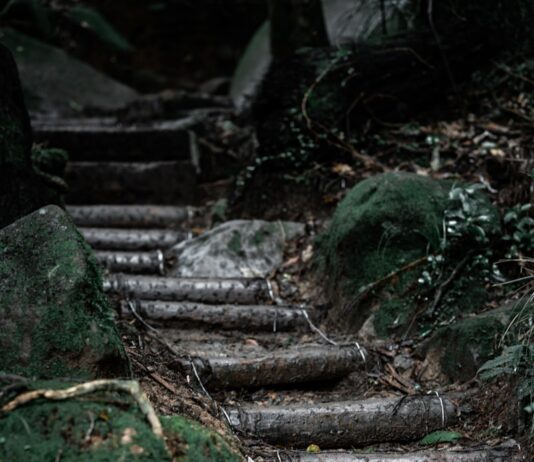 뇌건강, 일상 속 작은 실천으로 지키세요… 최신 트렌드와 실천법 a set of steps in the woods with moss growing on them