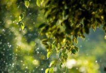 ‘대체요법’ 일상에서 가까워지다…몸과 마음 위한 새로운 건강 루틴 인기 selective focus photo of green vine